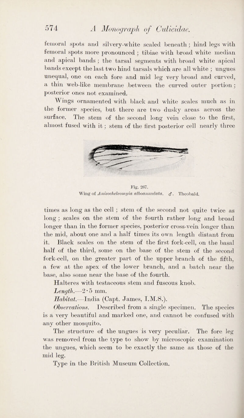 femoral and silvery-white scaled beneath ; hind legs with femoral spots more pronounced ; tibiae with broad white median and apical bands ; the tarsal segments with broad white apical bands except the last two hind tarsals which are all white ; ungues unequal, one on each fore and mid leg very broad and curved, a thin web-like membrane between the curved outer portion; posterior ones not examined. Wings ornamented with black and wliite scales much as in the former species, but there are two dusky areas across the surface. The stem of the second long vein close to the first, almost fused with it; stem of the first posterior cell nearly three Fig. 267. Wing of Anisoclieleomyia alhoanmilata. (}. Theobald. times as long as the cell ; stem of the second not quite twice as long ; scales on the stem of the fourth rather long and broad longer than in the former species, posterior cross-vein longer than the mid, about one and a half times its own length distant from it. Black scales on the stem of the first fork-cell, on the basal half of the third, some on the base of the stem of the second fork-cell, on the greater part of the upper branch of the fifth, a few at the apex of the lower branch, and a batch near the base, also some near the base of the fourth. Halteres with testaceous stem and fuscous knob. Length.—2*5 mm. Habitat.—India (Capt. James, I.M.S.). Observations. Described from a single specimen. The species is a very beautiful and marked one, and cannot be confused with any other mosquito. The structure of the ungues is very peculiar. The fore leg was removed from the type to show by microscopic examination the ungues, which seem to be exactly the same as those of the mid leg. Type in the British Museum Collection.