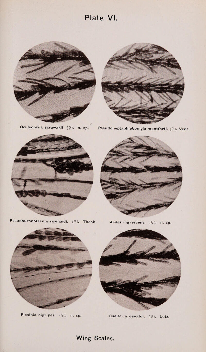 Oculeomyia sarawakii ($). n. sp. Pseudoheptaphlebomyia montforti. (?). Vent. Ficalbia nigripes. (9), n. sp. Gualteria oswaldi. (9). Lutz.