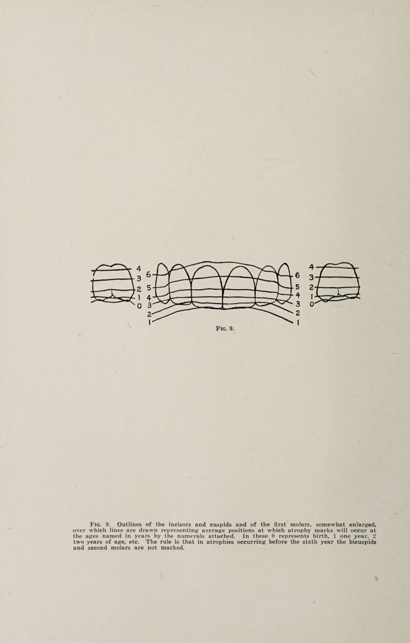 6 5 4 3 2 1 Fig. 9. Outlines of the incisors and cuspids and of the first molars, somewhat enlarged, over which lines are drawn representing average positions at which atrophy marks will occur at the ages named in years by the numerals attached. In these 0 represents birth, 1 one year, 2 two years of age, etc. The rule is that in atrophies occurring before the sixth year the bicuspids and second molars are not marked.