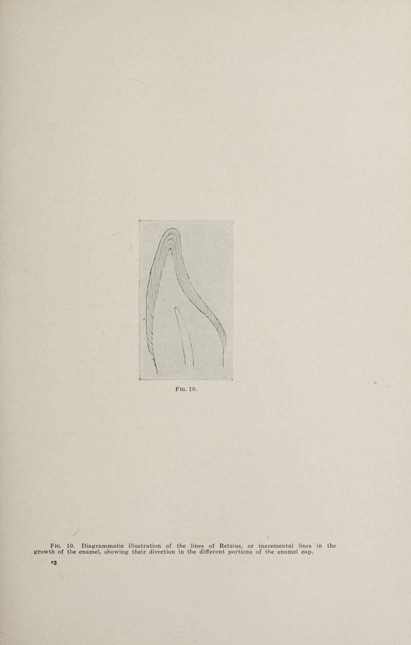 Fig. 10. Diagrammatic illustration of the lines of Retzius, or incremental lines in the growth of the enamel, showing their direction in the different portions of the enamel cap. *3