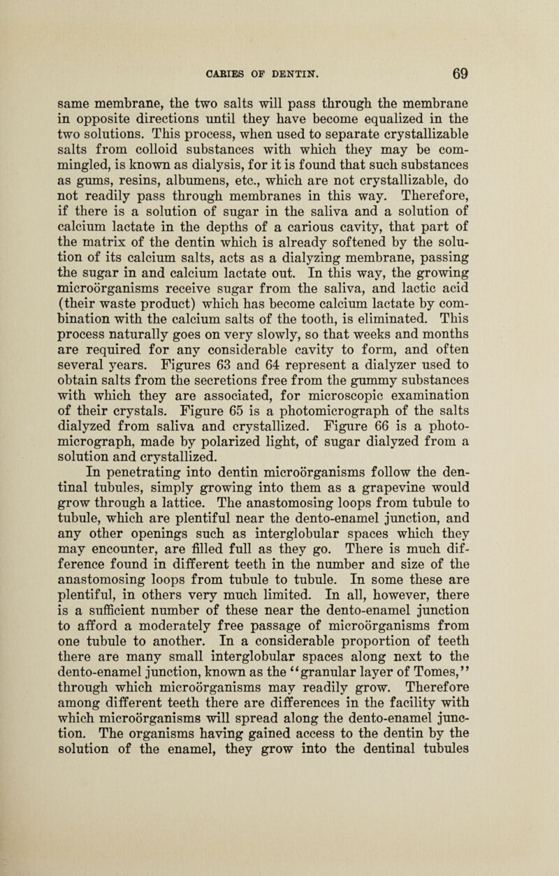 same membrane, the two salts will pass through the membrane in opposite directions until they have become equalized in the two solutions. This process, when used to separate crystallizable salts from colloid substances with which they may be com¬ mingled, is known as dialysis, for it is found that such substances as gums, resins, albumens, etc., which are not crystallizable, do not readily pass through membranes in this way. Therefore, if there is a solution of sugar in the saliva and a solution of calcium lactate in the depths of a carious cavity, that part of the matrix of the dentin which is already softened by the solu¬ tion of its calcium salts, acts as a dialyzing membrane, passing the sugar in and calcium lactate out. In this way, the growing microorganisms receive sugar from the saliva, and lactic acid (their waste product) which has become calcium lactate by com¬ bination with the calcium salts of the tooth, is eliminated. This process naturally goes on very slowly, so that weeks and months are required for any considerable cavity to form, and often several years. Figures 63 and 64 represent a dialyzer used to obtain salts from the secretions free from the gummy substances with which they are associated, for microscopic examination of their crystals. Figure 65 is a photomicrograph of the salts dialyzed from saliva and crystallized. Figure 66 is a photo¬ micrograph, made by polarized light, of sugar dialyzed from a solution and crystallized. In penetrating into dentin microorganisms follow the den¬ tinal tubules, simply growing into them as a grapevine would grow through a lattice. The anastomosing loops from tubule to tubule, which are plentiful near the dento-enamel junction, and any other openings such as interglobular spaces which they may encounter, are filled full as they go. There is much dif¬ ference found in different teeth in the number and size of the anastomosing loops from tubule to tubule. In some these are plentiful, in others very much limited. In all, however, there is a sufficient number of these near the dento-enamel junction to afford a moderately free passage of microorganisms from one tubule to another. In a considerable proportion of teeth there are many small interglobular spaces along next to the dento-enamel junction, known as the “granular layer of Tomes,’’ through which microorganisms may readily grow. Therefore among different teeth there are differences in the facility with which microorganisms will spread along the dento-enamel junc¬ tion. The organisms having gained access to the dentin by the solution of the enamel, they grow into the dentinal tubules