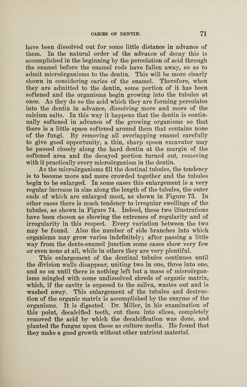 have been dissolved out for some little distance in advance of them. In the natural order of the advance of decay this is accomplished in the beginning by the percolation of acid through the enamel before the enamel rods have fallen away, so as to admit microorganisms to the dentin. This will be more clearly shown in considering caries of the enamel. Therefore, when they are admitted to the dentin, some portion of it has been softened and the organisms begin growing into the tubules at once. As they do so the acid which they are forming percolates into the dentin in advance, dissolving more and more of the calcium salts. In this way it happens that the dentin is contin¬ ually softened in advance of the growing organisms so that there is a little space softened around them that contains none of the fungi. By removing all overlapping enamel carefully to give good opportunity, a thin, sharp spoon excavator may be passed closely along the hard dentin at the margin of the softened area and the decayed portion turned out, removing with it practically every microorganism in the dentin. As the microorganisms fill the dentinal tubules, the tendency is to become more and more crowded together and the tubules begin to he enlarged. In some cases this enlargement is a very regular increase in size along the length of the tubules, the outer ends of which are enlarged most, as shown in Figure 73. In other cases there is much tendency to irregular swellings of the tubules, as shown in Figure 74. Indeed, these two illustrations have been chosen as showing the extremes of regularity and of irregularity in this respect. Every variation between the two may be found. Also the number of side branches into which organisms may grow varies indefinitely; after passing a little way from the dento-enamel junction some cases show very few or even none at all, while in others they are very plentiful. This enlargement of the dentinal tubules continues until the division walls disappear, uniting two in one, three into one, and so on until there is nothing left but a mass of microorgan¬ isms mingled with some undissolved shreds of organic matrix, which, if the cavity is exposed to the saliva, wastes out and is washed away. This enlargement of the tubules and destruc¬ tion of the organic matrix is accomplished by the enzyme of the organisms. It is digested. Dr. Miller, in his examination of this point, decalcified teeth, cut them into slices, completely removed the acid by which the decalcification was done, and planted the fungus upon these as culture media. He found that they make a good growth without other nutrient material.