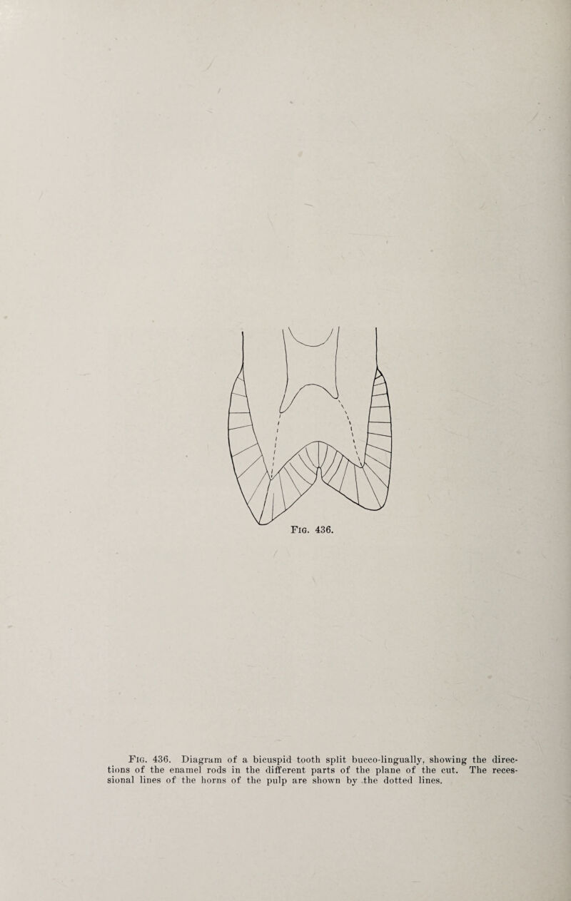 tions of the enamel rods in the different parts of the plane of the cut. The reces¬ sional lines of the horns of the pulp are shown by the dotted lines.