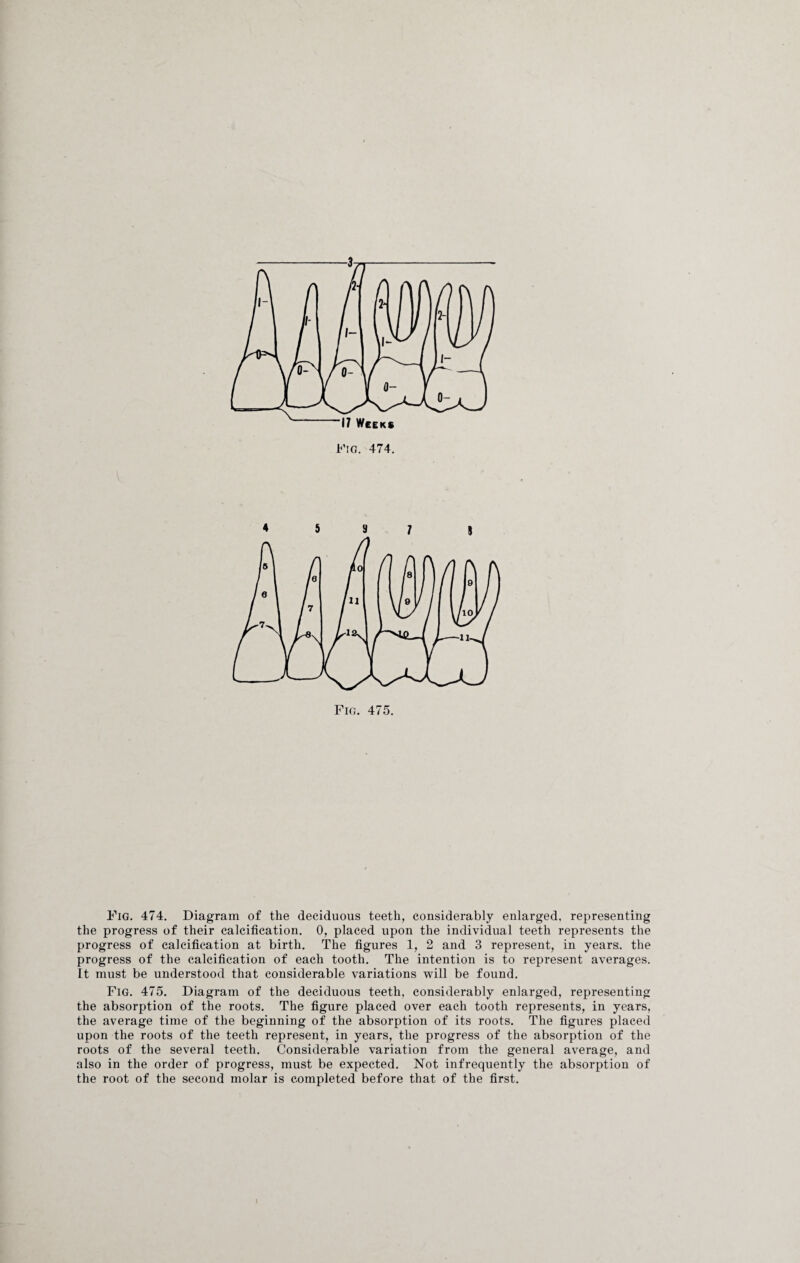 S Fig. 475. Fig. 474. Diagram of the deciduous teeth, considerably enlarged, representing the progress of their calcification. 0, placed upon the individual teeth represents the progress of calcification at birth. The figures 1, 2 and 3 represent, in years., the progress of the calcification of each tooth. The intention is to represent averages. It must be understood that considerable variations will be found. Fig. 475. Diagram of the deciduous teeth, considerably enlarged, representing the absorption of the roots. The figure placed over each tooth represents, in years, the average time of the beginning of the absorption of its roots. The figures placed upon the roots of the teeth represent, in years, the progress of the absorption of the roots of the several teeth. Considerable variation from the general average, and also in the order of progress, must be expected. Not infrequently the absorption of the root of the second molar is completed before that of the first. »