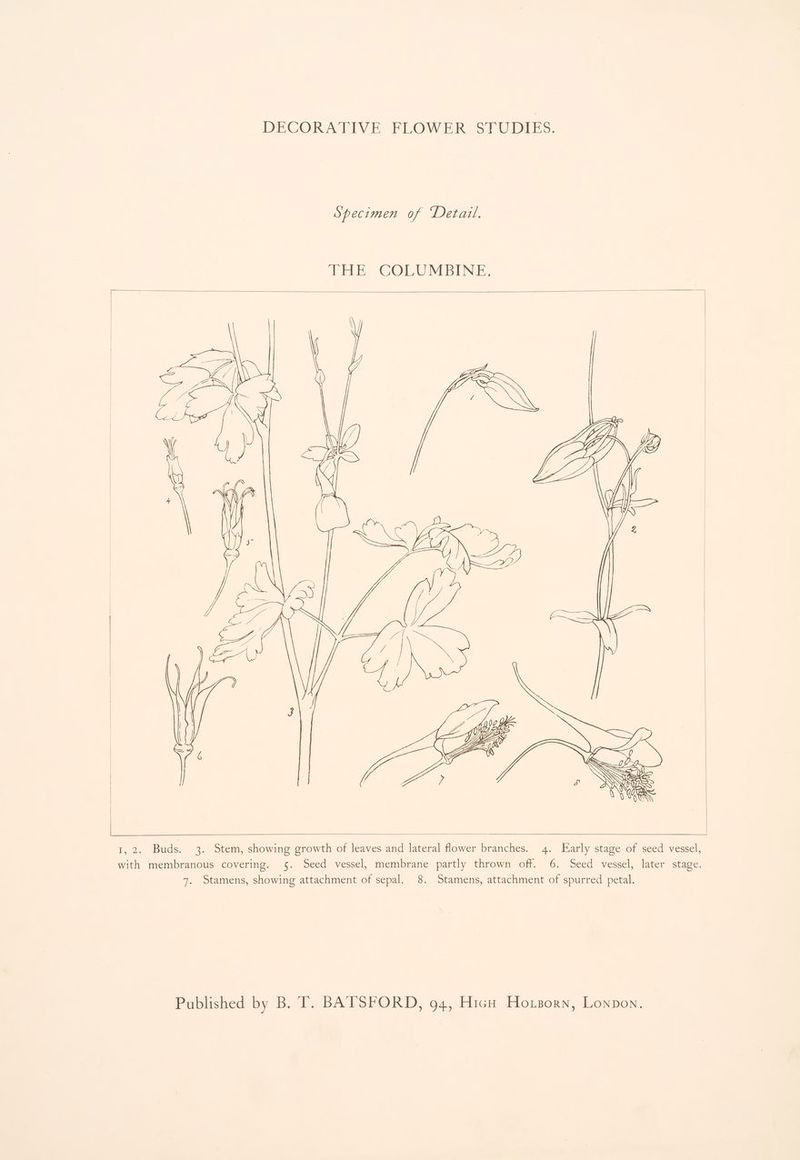 DECORATIVE WOW ER es wi iS: Specimen of Detail. THE COLUMBINE:. 1,2. Buds. 3. Stem, showing growth of leaves and lateral flower branches. 4. Early stage of seed vessel, with membranous covering. 5. Seed vessel, membrane partly thrown off. 6. Seed vessel, later stage. 7. Stamens, showing attachment of sepal. 8. Stamens, attachment of spurred petal. Published by B. T. BATSFORD, 94, Hich Ho .sorn, Lonpon.