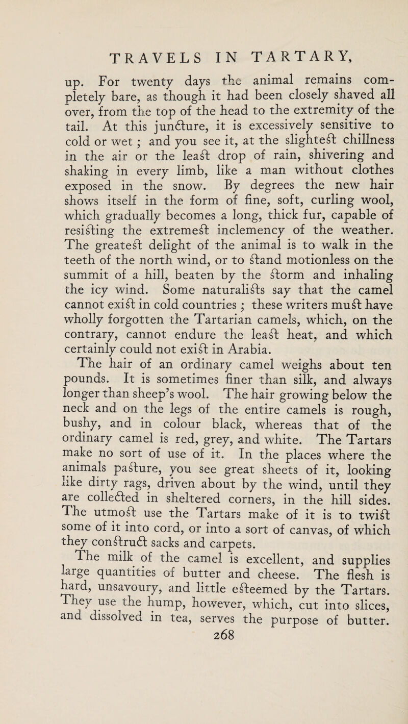 up. For twenty days the animal remains com¬ pletely bare, as though it had been closely shaved all over, from the top of the head to the extremity of the tail. At this juncture, it is excessively sensitive to cold or wet ; and you see it, at the slighted chillness in the air or the lea ft drop of rain, shivering and shaking in every limb, like a man without clothes exposed in the snow. By degrees the new hair shows itself in the form of fine, soft, curling wool, which gradually becomes a long, thick fur, capable of resifting the extremeft inclemency of the weather. The greatest delight of the animal is to walk in the teeth of the north wind, or to £land motionless on the summit of a hill, beaten by the ftorm and inhaling the icy wind. Some naturalists say that the camel cannot exiffc in cold countries; these writers mu ft have wholly forgotten the Tartarian camels, which, on the contrary, cannot endure the lea ft heat, and which certainly could not exift in Arabia. The hair of an ordinary camel weighs about ten pounds. It is sometimes finer than silk, and always longer than sheep’s wool. The hair growing below the neck and on the legs of the entire camels is rough, bushy, and in colour black, whereas that of the ordinary camel is red, grey, and white. The Tartars make no sort of use of it. In the places where the animals pafture, you see great sheets of it, looking like dirty rags, driven about by the wind, until they are colle&ed in sheltered corners, in the hill sides. The utmoffc use the Tartars make of it is to twift some of it into cord, or into a sort of canvas, of which they conftrud sacks and carpets. The milk of the camel is excellent, and supplies large quantities of butter and cheese. The flesh is hard, unsavoury, and little efteemed by the Tartars. They use the hump, however, which, cut into slices, and dissolved in tea, serves the purpose of butter.