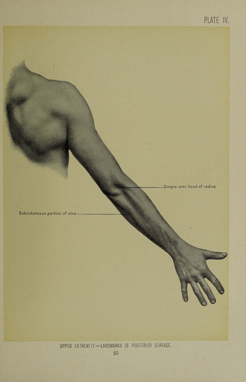Subcutaneous portion of ulna Dimple over head of radius UPPER EXTREMITY-LANDMARKS OF POSTERIOR SURFACE