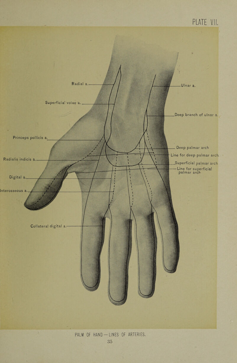 Deep palmar arch Line for deep palmar arch _.Superficial palmar arch Line for superficial palmar arch Deep branch of ulnar a. Princeps pollicis a Radialis indicis a Digital a. Interosseous a Ulnar a. Radial a. Collateral digital a. Superficial volae a. PALM OF HAND-LINES OF ARTERIES