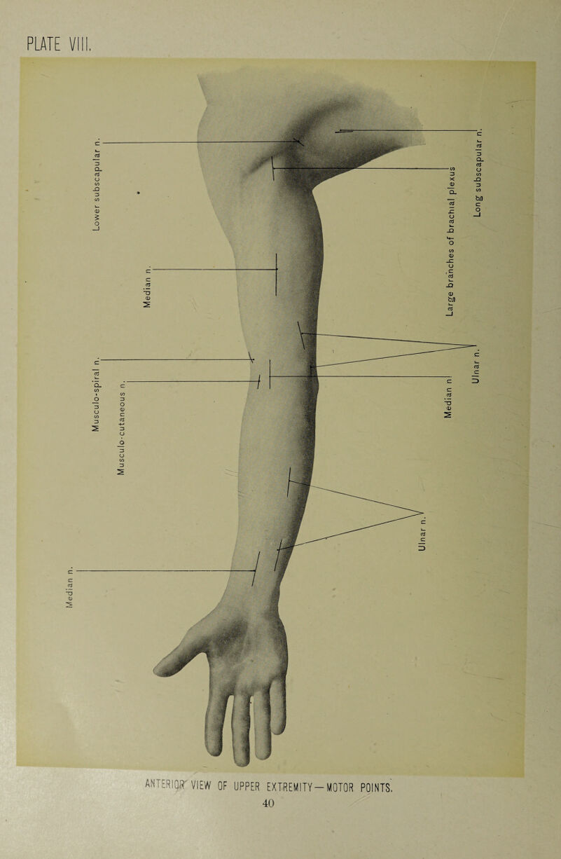 Musculo-cutaneous ANTERIOR VIEW OF UPPER EXTREMITY-MOTOR POINTS Median n! W Large branches of brachial pi
