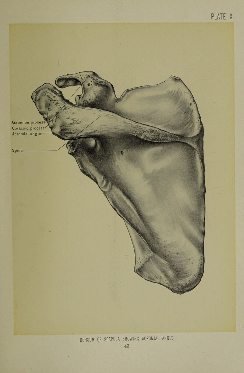 Acromion Coracoid Acromial Spine- DORSUM OF SCAPULA SHOWING ACROMIAL ANGLE,