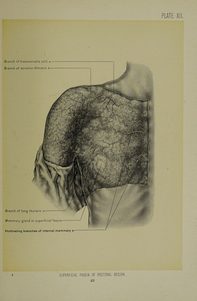 Branch of transversalis colli a. Branch of acromio-thoracic a- Branch of long thoracic a. Mammary gland in superficial fascia- Perforating branches of internal mammary a. 4 SUPERFICIAL FASCIA OF PECTORAL REGION