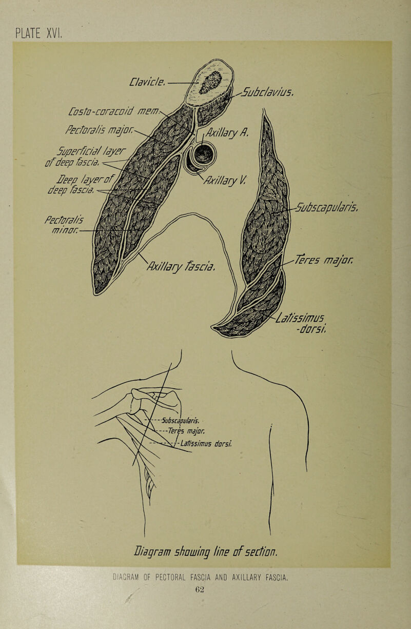 •Subc/mus. Clavicle, Casio-coracoid mem. Pectoral is major St/per fin a/ layer of deep fascia. deep layer ofA deep fascia. Pedorai/s minor. Teres major. LjT/S5/fTW5 -dnrsi, DIAGRAM OF PECTORAL FASCIA AND AXILLARY FASCIA.