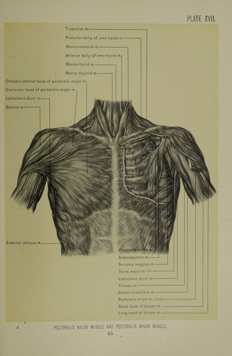 Trapezius m; Posterior belly of omo-hyoid m. Sterno-mastoid m.- Anterior belly of omo-hyoid m Sterno-hyoid m,- Sterno-thyroid m. Chondro-sternal head of pectoralis major m. Clavicular head of pectoralis major m. Latissimus dorsi m. Deltoid m External oblique m. PECTORALIS MAJOR MUSCLE AND PECTORALIS MINOR MUSCLE. 65 Serratus magnus m.- Teres major m.- Latissimus dorsi m.- Triceps m.-- Coraco brachialis m.- Pectoralis major m. (cut) Short head of biceps m. Long head of biceps m.- 5