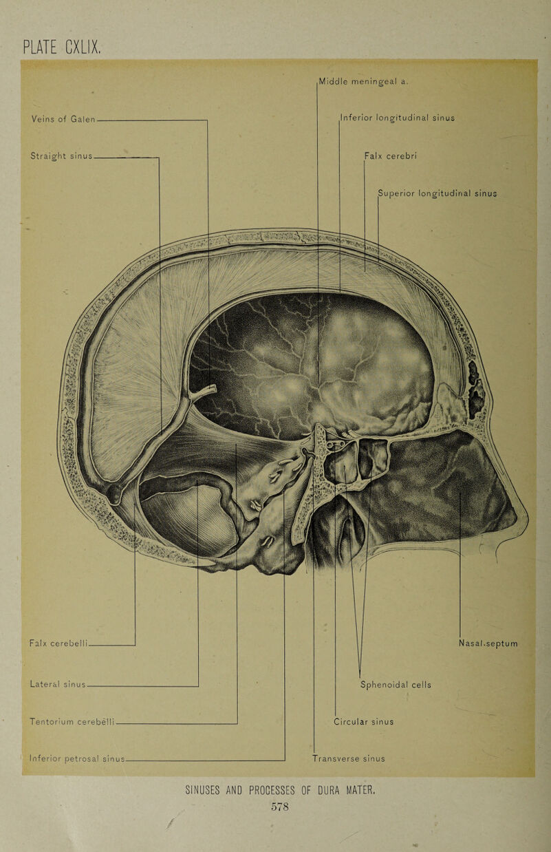 Middle meningeal a. Veins of Galen Inferior longitudinal sinus Straight sinus Falx cerebri Superior longitudinal sinus Lateral sinus Sphenoidal cells Tentorium cerebelli Circular sinus Inferior petrosal sinus Transverse sinus SINUSES AND PROCESSES OF DURA MATER.