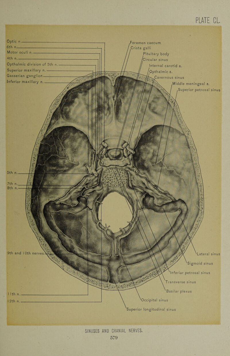 Optic n_ 6th n_ Motor oculi n_ 4th n_ Opthalmic division of 5th n. Superior maxillary n.- Gasserian ganglion- Inferior maxillary n_ PLATE CL. 4 445 j 9th and IOth nerves I Ith n . I 2th n. 5th n, 7th n. 8th n. r or amen caecum alii ituitary body ircular sinus Internal carotid a. Opthalmic a, Cavernous sinus Middle meningeal a. Superior petrosal sinus Lateral sinus Sigmoid sinus Inferior petrosal sinus Transverse sinus Basilar plexus Occipital sinus Superior longitudinal sinus SINUSES AND CRANIAL NERVES