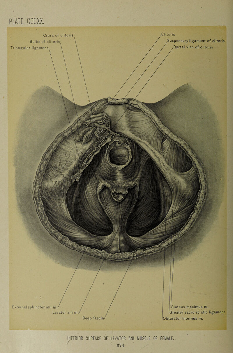 INFERIOR SURFACE OF LEVATOR ANI MUSCLE OF FEMALE. j£ 674 Crura of clitoris Bulbs of clitoris TrianguIar ligament Clitoris Suspensory ligament of clitoris Dorsal vien of clitoris luteus maximus m. Greater sacro-sciatic ligament Obturator internus m. External sphincter ani m. Levator ani m, Deep fascia