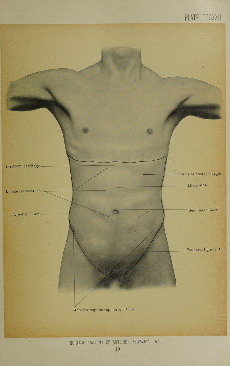 PLATE CCCXXII. Ensiform cartilage Lineae transversae Crest of Ilium Inferior costal margin Linea alba Semilunar lines Poupart’s ligament Anterior superior spines of Ilium SURFACE ANATOMY OF ANTERIOR ABDOMINAL WALL.