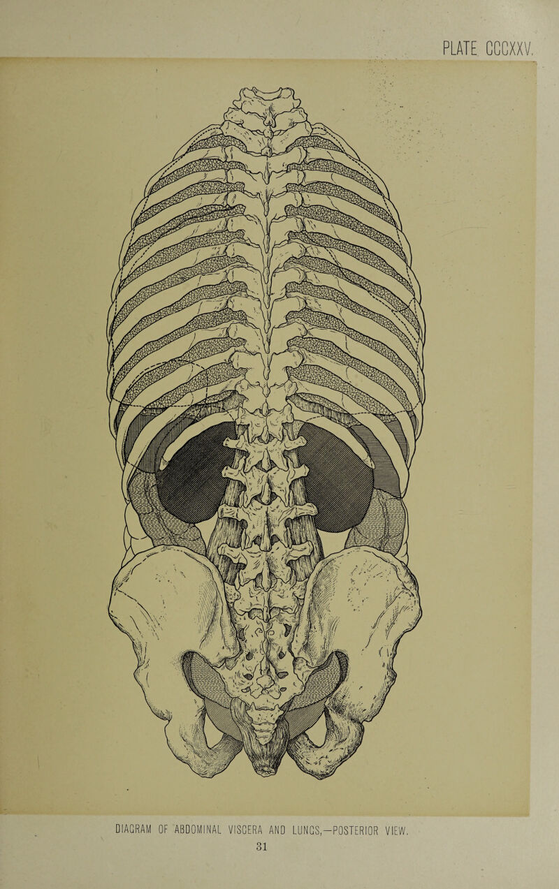 DIAGRAM OF ABDOMINAL VISCERA AND LUNGS-POSTERIOR VIEW.