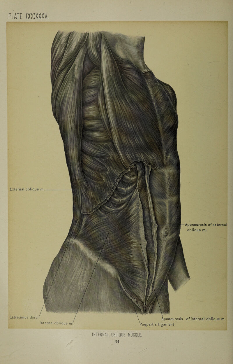 External oblique m. Latissimus dorsi Internal oblique m. Aponeurosis of internal oblique m. Poupart’s ligament Aponeurosis of external oblique m. INTERNAL OBLIQUE MUSCLE.
