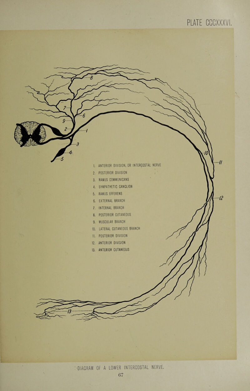 1. ANTERIOR DIVISION, OR INTERCOSTAL NERVE 2. POSTERIOR DIVISION 3. RAMUS COMMUNICANS 4. SYMPATHETIC GANGLION 5. RAMUS EFFERENS 6. EXTERNAL BRANCH /. INTERNAL BRANCH 8. POSTERIOR CUTANEOUS 9. MUSCULAR BRANCH 10. LATERAL CUTANEOUS BRANCH 11. POSTERIOR DIVISION 12. ANTERIOR DIVISION 13. ANTERIOR CUTANEOUS DIAGRAM OF A LOWER INTERCOSTAL NERVE.