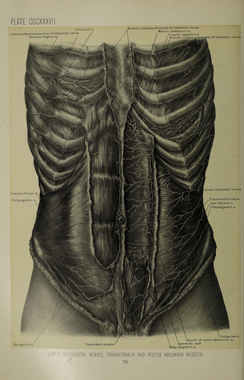 Intercostal n. Lateral cutaneous branches of intercostal nerves Serratus magnus m. Anterior cutaneous branches of intercostal nerves Rectus abdominis m. Superior epigastric a. • ■ branches of intercostal nerves Internal oblique m Iliohypogastric n. Ilioinguinal n.  llioinguinal n. Sheath of rectus abdominis m. Spermatic cord beep epigastric a. Lower intercostal nerves Transversalis muscle Last thoracic n. Iliohypogastric n. LOWER INTERCOSTAL NERVES, TRANSVERSALIS AND RECTUS ABDOMINIS MUSCLES.