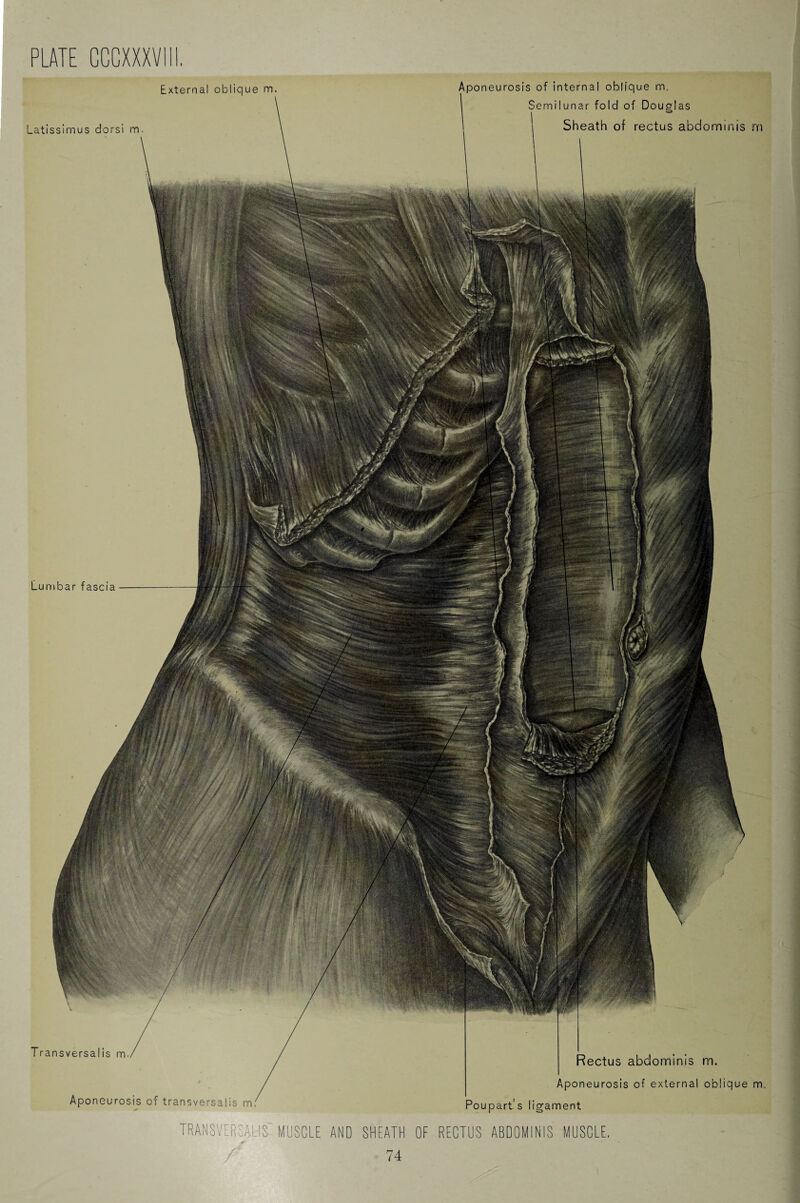Lumbar fascia Aponeurosis of internal oblique m. Semilunar fold of Douglas Sheath of rectus abdominis rn Pectus abdominis m. Aponeurosis of external oblique m. Poupart’s ligament External oblique m. Latissimus dorsi m. Transversalis m. Aponeurosis of transversalis m. TRANSVERSALIS' MUSCLE AND SHEATH OF RECTUS ABDOMINIS MUSCLE.