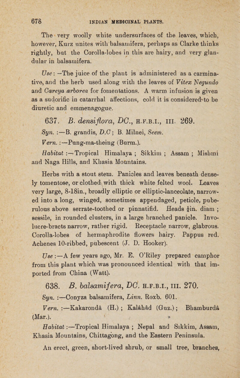 The very woolly white undersurfaces of the leaves, which, however, Kurz unites with balsamifera, perhaps as Clarke thinks rightly, but the Corolla-lobes in this are hairy, and very glan¬ dular in balsamifera. Use: —The juice of the plant is administered as a carmina¬ tive, and the herb used along with the leaves of Vitex Negundo and Gareya urborea for fomentations. A warm infusion is given as a sudorific in catarrhal affections, cold it is considered* to be diuretic and emmenagogue. 637. B. densiflora, DC., h.f.b.i., hi 269. Syn. :—B. grandis, D.G; B. Milnei, Seem. Vern. :—Pung-ma-theing (Burrn.). Habitat :—Tropical Himalaya ; Sikkim ; Assam ; Misbmi and Naga Hills, and Khasia Mountains. Herbs with a stout stem. Panicles and leaves beneath dense¬ ly tomentose, or clothed, with thick white felted wool. Leaves very large, 8-18in., broadly elliptic or elliptic-lanceolate, narrow¬ ed into a long, winged, sometimes appendaged, petiole, pube- rulous above serrate-toothed or pinnatifid. Heads £in. diam ; sessile, in rounded clusters, in a large branched panicle. Invo¬ lucre-bracts narrow, rather rigid. Receptacle narrow, glabrous. Corolla-lobes of hermaphrodite flowers hairy. Pappus red. Achenes 10-ribbed, pubescent (J. D. Hooker). Use :—A few years ago, Mr. E. O’Riley prepared camphor from this plant which was pronounced identical with that im¬ ported from China (Watt). 638. B. balsamifera, DC. h.f.b.i., hi. 270. Syn. :—Conyza balsamifera, Linn. Roxb. 601. Vern. :—Kakaronda (H.) ; Kal&had (Guz.); Bhamburda (Mar.). ' ( * Habitat:—Tropical Himalaya ; Nepal and Sikkim, Assam, Khasia Mountains, Chittagong, and the Eastern Peninsula. An erect, green, short-lived shrub, or small tree, branches,