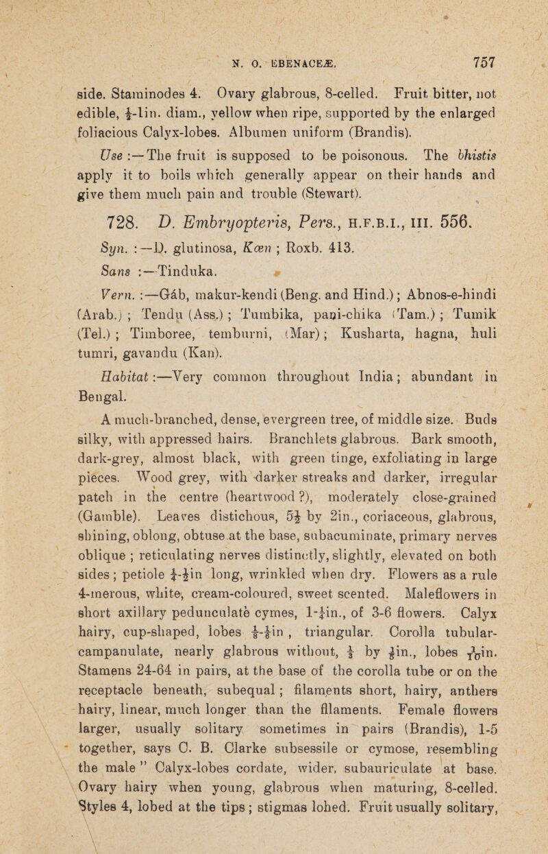 side. Staminodes 4. Ovary glabrous, 8-celled. Fruit, bitter, not edible, £-lin. diam., yellow when ripe, supported by the enlarged foliacious Calyx-lobes. Albumen uniform (Brandis). Use :— The fruit is supposed to be poisonous. The bhistis apply it to boils which generally appear on their hands and give them much pain and trouble (Stewart). 728. Z). Embryopteris, Pers., h.f.b.i., hi. 556. Syn. : —D. glutinosa, Keen ; Roxb. 413. Sans :—Tinduka. Vern. :—Gab, makur-kendi(Beng. and Hind.); Abnos-e-hindi (Arab.) ; Tendu (Ass.) ; Tumbika, pani-chika (Tam.) ; Tumik (Tel.) ; Timboree, temburni, (Mar); Kusharta, hagna, huli tumri, gavandu (Kan). Habitat:—Very common throughout India; abundant in Bengal. A much-branched, dense, evergreen tree, of middle size. Buds silky, with appressed hairs. Branchlets glabrous. Bark smooth, dark-grey, almost black, with green tinge, exfoliating in large pieces. Wood grey, with •darker streaks and darker, irregular % patch in the centre (heartwood ?), moderately close-grained (Gamble). Leaves distichous, 5^ by 2in., coriaceous, glabrous, shining, oblong, obtuse at the base, subacuminate, primary nerves oblique ; reticulating nerves distinctly, slightly, elevated on both sides; petiole i-£in long, wrinkled when dry. Flowers as a rule 4-merous, white', cream-coloured, sweet scented. Maleflowers in short axillary pedunculate cymes, l-£m., of 3-6 flowers. Calyx hairy, cup-shaped, lobes i-|in , triangular. Corolla tubular- campanulate, nearly glabrous without, | by ^in., lobes T\jin. Stamens 24-64 in pairs, at the base of the corolla tube or on the receptacle beneath, subequal; filaments short, hairy, anthers hairy, linear, much longer than the filaments. Female flowers larger, usually solitary sometimes in pairs (Brandis), 1-5 together, says C. B. Clarke subsessile or cymose, resembling the male ” Calyx-lobes cordate, wider, subaurieulate at base. Ovary hairy when young, glabrous when maturing, 8-celled. Styles 4, lobed at the tips; stigmas lohed. Fruit usually solitary,