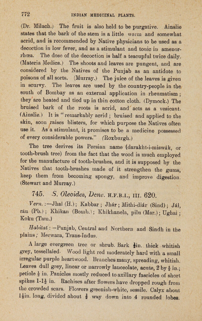 * (Dr. Milach.) The fruit is also held to be purgative. Ainslie states that the bark of the stem is a little warm and somewhat acrid, and is recommended by Native physicians to be used as a decoction in low fever, and as a stimulant and tonic in amenor- rhoea. The dose of the decoction is half a teacupful twice daily. (Materia Medica.) The shoots and leaves are pungent, and are considered by the Natives of the Punjab as an antidote to poisons of all sorts. (Murray.) The juice of the leaves is given in scurvy. The leaves are used by the country-people in the south of Bombay as an external application in rheumatism ; they are heated and tied up in thin cotton cloth. (Dymock.) The bruised bark of the roots is acrid, and acts as a vesicant. (Ainslie.) It is “remarkably acrid ; bruised and applied to the skin, soon raises blisters, for which purpose the Natives often use it. As a stimulant, it promises to be a medicine possessed of every considerable powers.” (Roxburgh.) The tree derives its Persian name (darakht-i-miswak, or tooth-brush tree) from the fact that the wood is much employed for the manufacture of tooth-brushes, and it is supposed by the Natives that tooth-brushes made of it strengthen the gums, keep them from becoming spongy, and improve digestion. (Stewart and Murray.) 745. S. Oleoides, Dene, h.f.b.i., hi. 620. Vern.:—Jhai (H.); Kabbar ; Jhar ; Mithi-diar (Sind); Jal, ran (Pb.) ; Khikan (Bomb.); Khikhanela, pilu (Mar.); Ughai; Koku (Tam.) Habitat: -Punjab, Central and Northern and Sindh in the plains; Menvara, Trans-Indus. A large evergreen tree or shrub. Bark Jin. thick whitish grey, tessellaled- Wood light red moderately hard with a small irregular purple heartwood. Branches many, spreading, whitish. Leaves dull grey, linear or narrowly lanceolate, acute, 2 by f in.; petiole f in. Panicles mostly reduced to axillary fascicles of short spikes 1-1 f in. Rachises after flowers have dropped rough from the crowded scars. Flowers greenish-white, sessile. Calyx about if in. long, divided about f way down into 4 rounded lobes.