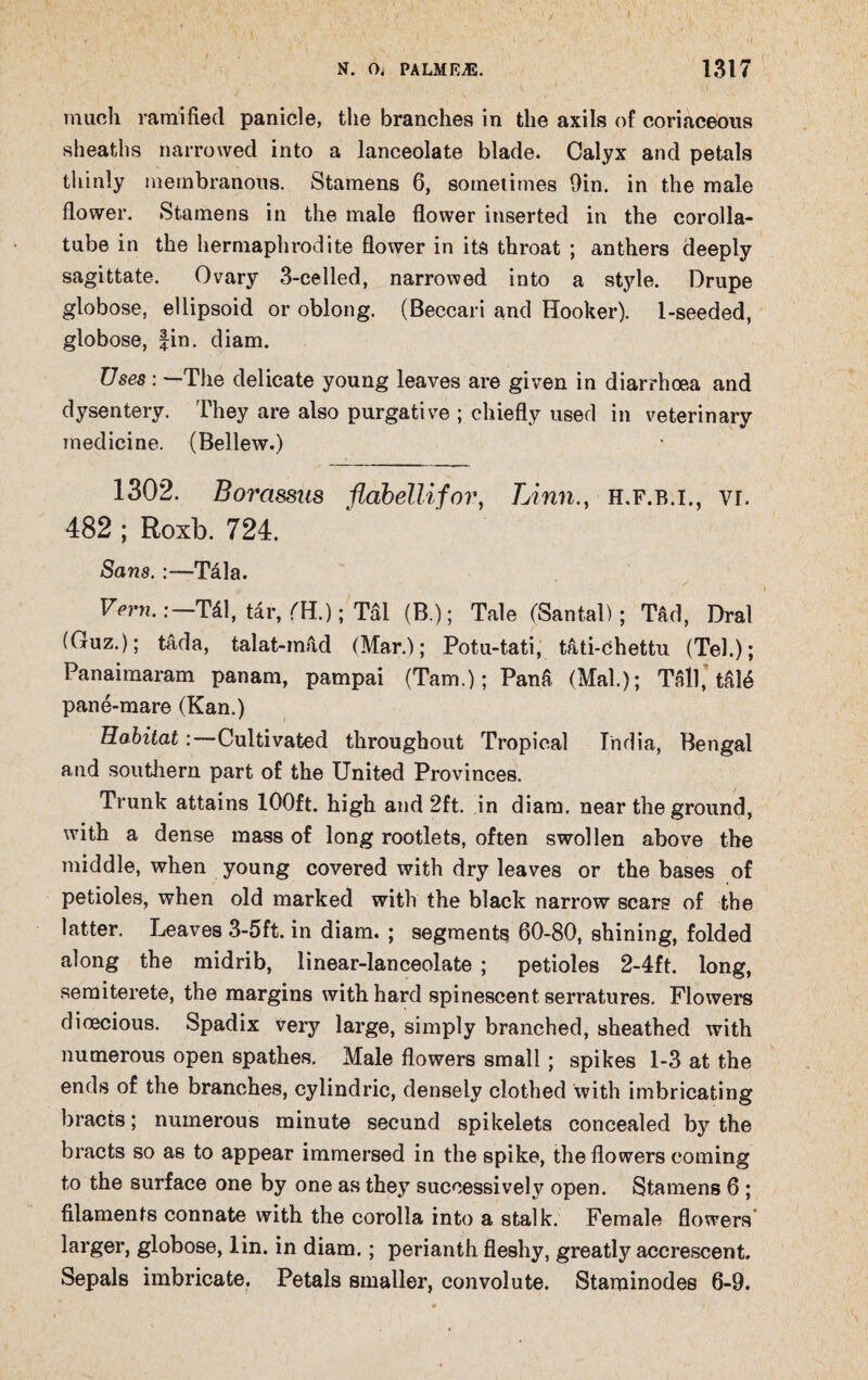 much ramified panicle, the branches in the axils of coriaceous sheaths narrowed into a lanceolate blade. Calyx and petals thinly membranous. Stamens 6, sometimes Din. in the male flower. Stamens in the male flower inserted in the corolla- tube in the hermaphrodite flower in its throat ; anthers deeply sagittate. Ovary 3-celled, narrowed into a style. Drupe globose, ellipsoid or oblong. (Beccari and Hooker). 1-seeded, globose, fin. diam. Uses: —The delicate young leaves are given in diarrhoea and dysentery. They are also purgative ; chiefly used in veterinary medicine. (Bellew.) 1302. Borassus flabellifor, Linn., h.f.b.i., vr. 482 ; Roxb. 724. Sans.:—Tala. Vern.:—Tdl, tar, fH.); Tal (B.); Tale (Santal); Tad, Dral (Guz.); tada, talat-mad (Mar.); Potu-tati, tati-chettu (Tel.); Panaimaram panam, pampai (Tam.); Pana (Mai.); Tall, ta!6 pane-mare (Kan.) Habitat:—Cultivated throughout Tropical India, Bengal and southern part of the United Provinces. Trunk attains 100ft. high and 2ft. in diam. near the ground, with a dense mass of long rootlets, often swollen above the middle, when young covered with dry leaves or the bases of petioles, when old marked with the black narrow scars of the latter. Leaves 3-5ft. in diam. ; segments 60-80, shining, folded along the midrib, linear-lanceolate ; petioles 2-4ft. long, semiterete, the margins with hard spinescent serratures. Flowers dioecious. Spadix very large, simply branched, sheathed with numerous open spathes. Male flowers small; spikes 1-3 at the ends of the branches, cylindric, densely clothed with imbricating bracts; numerous minute secund spikelets concealed by the bracts so as to appear immersed in the spike, the flowers coming to the surface one by one as they successively open. Stamens 6; filaments connate with the corolla into a stalk. Female flowers larger, globose, lin. in diam.; perianth fleshy, greatly accrescent. Sepals imbricate. Petals smaller, convolute. Staminodes 6-9.