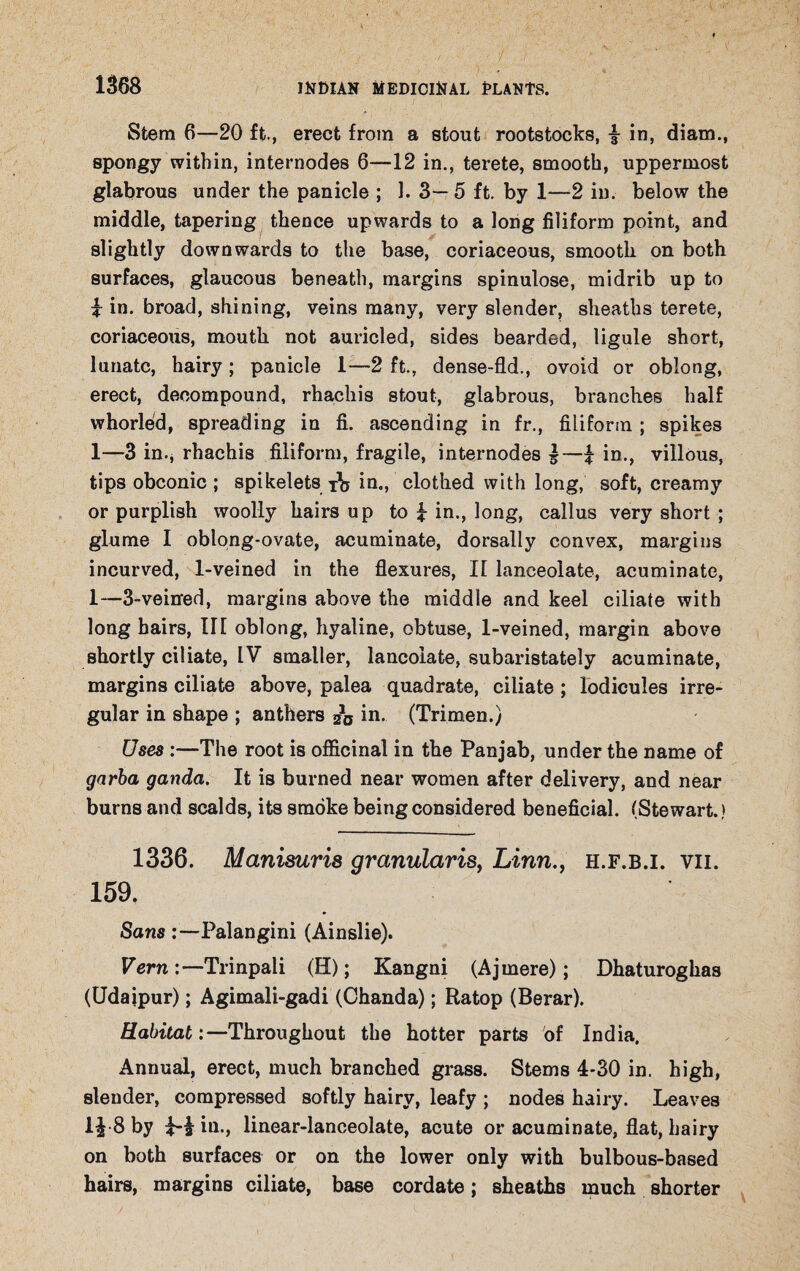 Stem 6—20 ft., erect from a stout rootstocks, £ in, diam., spongy within, internodes 6—12 in., terete, smooth, uppermost glabrous under the panicle ; 1. 3— 5 ft. by 1—2 in. below the middle, tapering thence upwards to a long filiform point, and slightly downwards to the base, coriaceous, smooth on both surfaces, glaucous beneath, margins spinulose, midrib up to £ in. broad, shining, veins many, very slender, sheaths terete, coriaceous, mouth not auricled, sides bearded, ligule short, lunate, hairy ; panicle 1—2 ft., dense-fld., ovoid or oblong, erect, decompound, rhachis stout, glabrous, branches half whorled, spreading in fi. ascending in fr., filiform ; spikes 1—3 in., rhachis filiform, fragile, internodes £—£ in., villous, tips obconic ; spikelets tV in., clothed with long, soft, creamy or purplish woolly hairs up to £ in., long, callus very short ; glume I oblong-ovate, acuminate, dorsally convex, margins incurved, 1-veined in the flexures, II lanceolate, acuminate, 1—3-veinred, margins above the middle and keel ciliate with long hairs, III oblong, hyaline, obtuse, 1-veined, margin above shortly ciliate, IV smaller, lancolate, subaristately acuminate, margins ciliate above, palea quadrate, ciliate ; lodicules irre¬ gular in shape ; anthers 2o in. (Trimen.) Uses :—The root is officinal in the Panjab, under the name of garba ganda. It is burned near women after delivery, and near burns and scalds, its smoke being considered beneficial. (Stewart.) 1336. Manimris granularis, Linn., h.f.b.i. vii. 159. SansPalangini (Ainslie). Vern Trinpaii (H); Kangni (Ajmere); Dhaturoghas (Udaipur); Agimali-gadi (Chanda); Ratop (Berar). Habitat:—Throughout the hotter parts of India. Annual, erect, much branched grass. Stems 4-30 in. high, slender, compressed softly hairy, leafy ; nodes hairy. Leaves 1£ 8 by £-£ in., linear-lanceolate, acute or acuminate, flat, hairy on both surfaces or on the lower only with bulbous-based hairs, margins ciliate, base cordate; sheaths much shorter