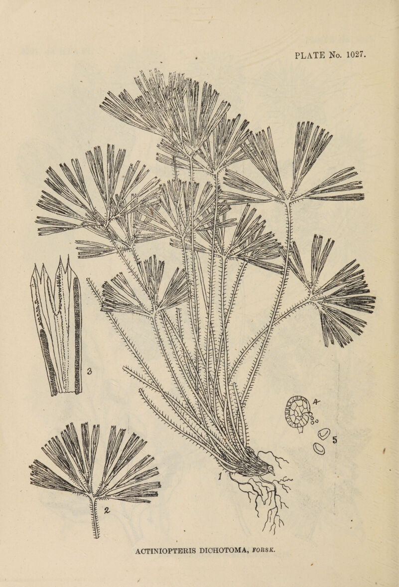 wW AOTINIOPTERIS DIOHOTOMA, EORSK.