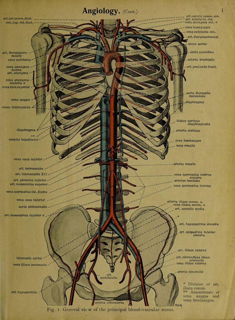 art. car. comm. dext._ ven.jug. int.dext.- bifurcatio aortae vena iliaca communis art. hypogastrica - arcus aortas aorta ascendens art. profunda brach. ..aorta thoracalis descendsns rdiaphragma hiatus aorticus diaphragmatis „ arteria coeliaca __ vena hemiazygos arteria renalis „art. epigastrica inferior sinistra art. iliaca externa art. circumflexa ilium profunda vena iliaca externa arteria femoralis * Division of art. iliaca comm. ** Anastomosis of vena azygos and vena hemiazygos. art. thoracoacro- - mialis vena anonyma dextra art. anonyma vena anonyma sinistra -f vena cava superior vena azygos venae intercostales / / / / diaphragma / ** / vena(e) hepatica(e) ' vena cava inferior vena spermatica int. dextra vena cava inferior aorta abdominalis Angiology. (Cont.) „ art. hypogastrica sinistra art. intercostales art. intercostalis XI1 art. phrenica inferior art. mesenterica superior art. mesenterica inferior x _ _— art. carotis comm. sin. I--art. subclavia sin. vena anonyma sin. x -vena hemiazygos - vena subclavia sin. - art. thoracoacromial. vena spermatica interna sinistra arteriae lumbales vasa spermatica interna arteria iliaca comm. s. „ vena iliaca comm. s. art. sacralis media Fig. I. General view of the principal blood-vascular stems.