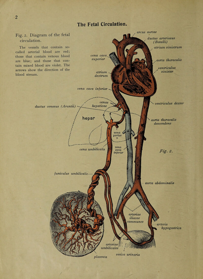 The Fetal Circulation. vena portae vena cava inferior arteriae iliacae communes arteriae umbilicales Fig. 2. Diagram of the fetal circulation. The vessels that contain so- called arterial blood are red; those that contain venous blood are blue; and those that con¬ tain mixed blood are violet. The arrows show the direction of the blood stream. arcus aortae vena cavaJ superior atrium dextrum vena cava inferior ductus venosus (Arantii) hepaticae .. vs venae hepar i—- vena umbilicalis ductus arteriosus (Botalli) atrium sinistrum aorta thoracalis ventriculus sinister '' ventriculus dexter 'M x aorta thoracalis descendens Fig. 2. funiculus umbilicalis.- M aorta abdominalis arteria hypogastrica placenta vesica urinaria