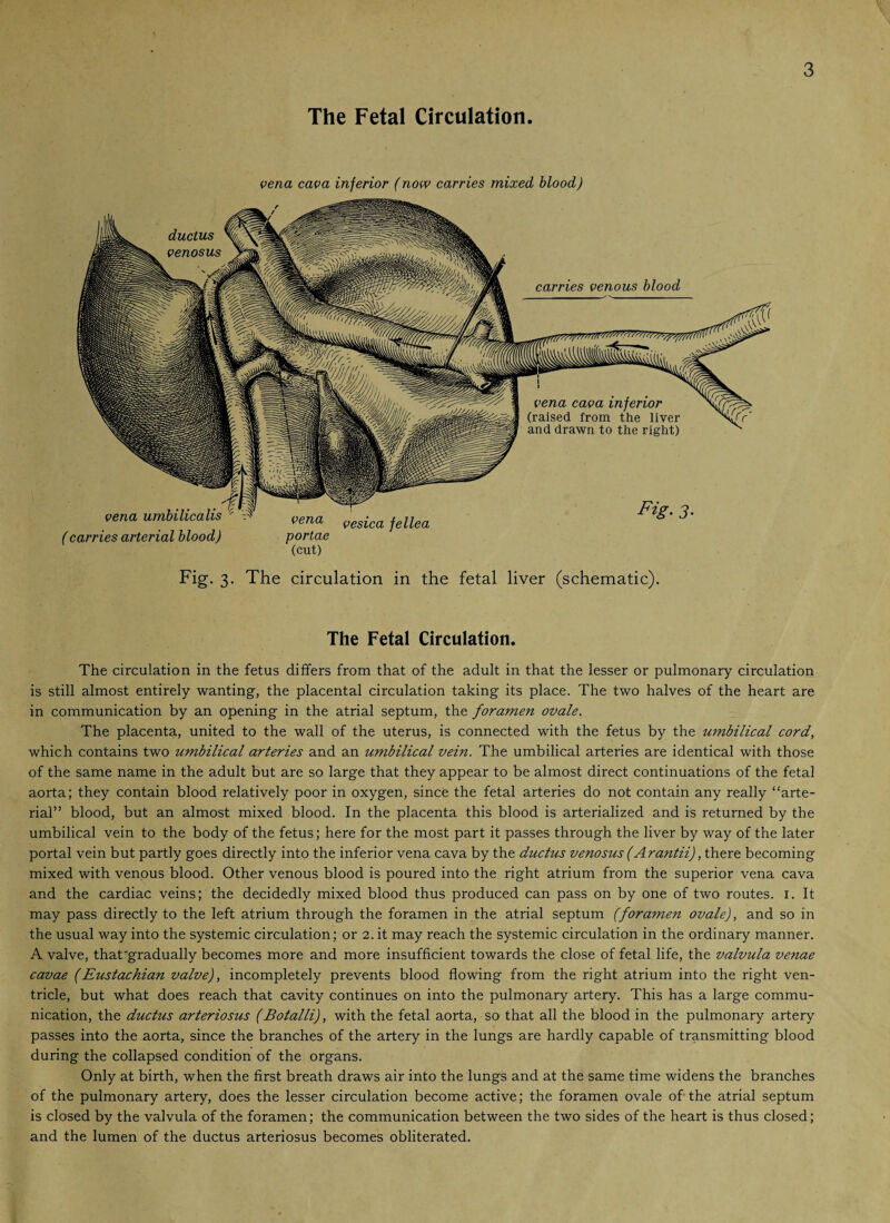 The Fetal Circulation. vena cava inferior (now carries mixed blood) ductus venosus •’ri’wwwtf/ vena cava inferior (raised from the liver and drawn to the right) carries venous blood .'fk vena umbilicalis ' A vena vesica fellea portae (cut) Pig- 3• (carries arterial blood) Fig. 3. The circulation in the fetal liver (schematic). The Fetal Circulation. The circulation in the fetus differs from that of the adult in that the lesser or pulmonary circulation is still almost entirely wanting, the placental circulation taking its place. The two halves of the heart are in communication by an opening in the atrial septum, the foramen ovale. The placenta, united to the wall of the uterus, is connected with the fetus by the umbilical cord, which contains two umbilical arteries and an umbilical vein. The umbilical arteries are identical with those of the same name in the adult but are so large that they appear to be almost direct continuations of the fetal aorta; they contain blood relatively poor in oxygen, since the fetal arteries do not contain any really “arte¬ rial” blood, but an almost mixed blood. In the placenta this blood is arterialized and is returned by the umbilical vein to the body of the fetus; here for the most part it passes through the liver by way of the later portal vein but partly goes directly into the inferior vena cava by the ductus venosus (Arantii), there becoming mixed with venous blood. Other venous blood is poured into the right atrium from the superior vena cava and the cardiac veins; the decidedly mixed blood thus produced can pass on by one of two routes. 1. It may pass directly to the left atrium through the foramen in the atrial septum (foramen ovale), and so in the usual way into the systemic circulation; or 2. it may reach the systemic circulation in the ordinary manner. A valve, that'gradually becomes more and more insufficient towards the close of fetal life, the valvula venae cavae (Eustachian valve), incompletely prevents blood flowing from the right atrium into the right ven¬ tricle, but what does reach that cavity continues on into the pulmonary artery. This has a large commu¬ nication, the ductus arteriosus (Botalli), with the fetal aorta, so that all the blood in the pulmonary artery passes into the aorta, since the branches of the artery in the lungs are hardly capable of transmitting blood during the collapsed condition of the organs. Only at birth, when the first breath draws air into the lungs and at the same time widens the branches of the pulmonary artery, does the lesser circulation become active; the foramen ovale of the atrial septum is closed by the valvula of the foramen; the communication between the two sides of the heart is thus closed; and the lumen of the ductus arteriosus becomes obliterated.