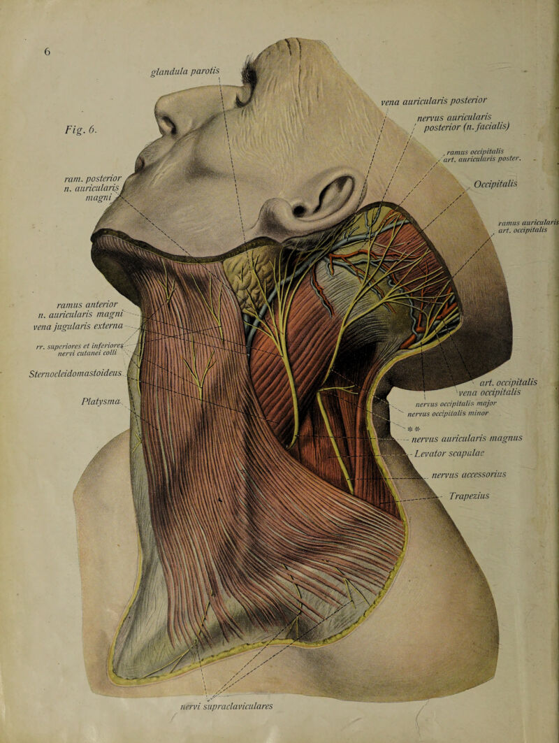 Platysma.. art. occipitalis '-vena occipitalis nervus occipitalis major nervus occipitalis minor . nervus accessorius Fig. 6. ram. n. mag-tu vena auricularis posterior ; nervus auricularis ■ I posterior (n. facialis) , ramus occipitalis /art. auricularis poster. Occipitalis ramus auricularis art. occipitalis ramus anterior n. auricularis magni vena jugularis externa rr. superiores et nervi cutanei Sternocleidomastoideus _ * * nervus auricularis rnagnus - Levator scapulae Trapezius glandula parotis nervi supraclaviculares