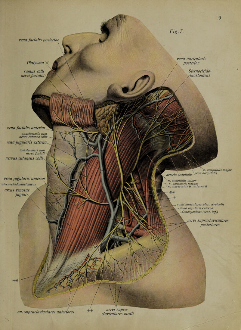 vena facialis posterior Platysma X ramus colli__ nervi facialis'sMiW\ vena auricularis / posterior Sternocleido- 'mastoideus vena facialis anterior anastomosis cum nervo cutaneo colli--- vena jugularis externa anastomosis cum nervo faciall y nervus cutaneus collisA vena jugularis anterior Sternoc/eidomastoideus arcus venosus juguli\ '• n. occipitalis minor - n. auricularis magnus n. accessorius (r. externus) '** 'n. occipitalis major arteria\occipitalis '^ena occipitalis _rami musculares plex. cervicalis %jk- - vena jugularis externa -iffx...'Omohyoideus (vent, inf.) nervi supracla viculares posteriores nn. supraclaviculares anteriores nervi supra¬ claviculares medii