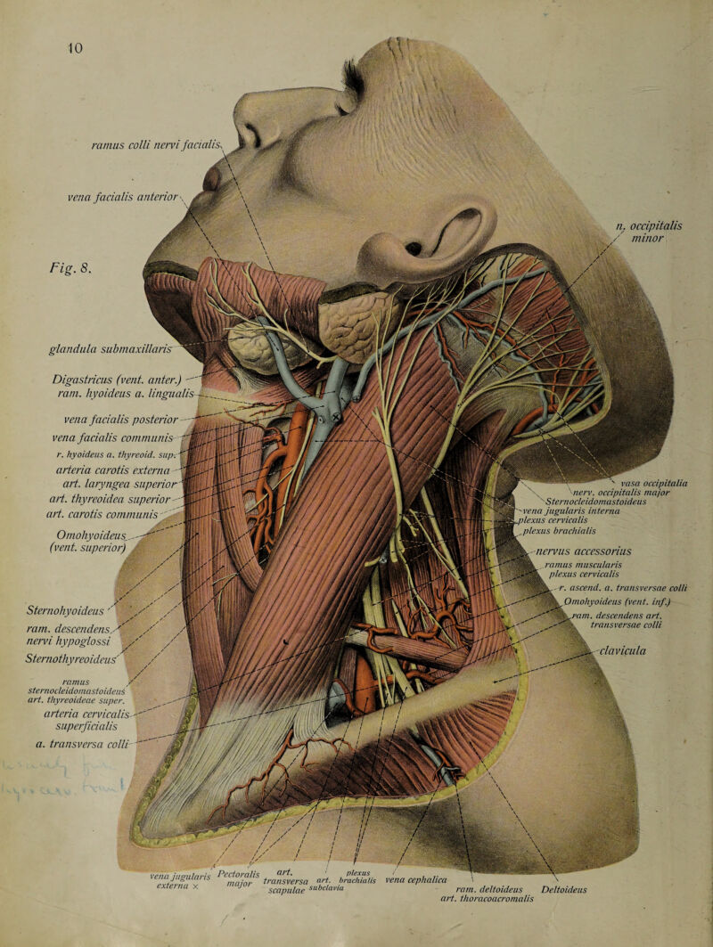 ramus colli nervi facialis, \ vena facialis anterior \ \ f \ n. occipitalis / minor Fig. 8. glandula submaxillarisr Digastricus (vent, anter.)  ram. hyoideus a. lingualis vena facialis posterior— vena facialis communis hyoideus a. thyreoid, sup-.- arteria carotis externa -■ art. laryngea superior art. thyreoidea superior art. carotis communis Omohyoideus (vent, superior) M Sternohyoideus ram. descendens nervi hypoglossi /' Sternothyreoideus ramus / sternocleidomastoideus art. thyreoideae super. arteria ccrvicalis- superficialis a. transversa colli- \ -' vasa occipitalia \ ’nerv. occipitalis major sSternocleidomastoideus -vena jugularis interna plexus cervicalis ,plexus brachialis nervus accessorius ramus muscularis plexus cervicalis r. ascend, a. transversae colli Omohyoideus (vent, inf.) dLU'-am. descendens art. transversae colli clavicula vena hicmlaris Pectoralis art- ' , Plexus externa x major ' ' v''' \ ' vena cephalica '• \ ram. deltoideus De/toideus art. thoracoacromalis