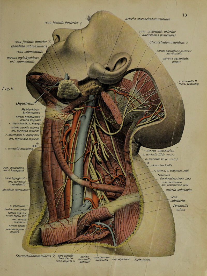 vena facialis posterior x V! ■ vena facialis anterior X *J glandula submaxillaris 4$. vena submentalis J-X nervus mylohyoideus.M\ V \ art. submentalis. M. \ \ \ \ \ \ \ .arteria sternocleidom astoidea ram. occipitalis arteriae / auricularis posterioris Sternocleidomastoideus X /amus auricularis posterior nervifacialis pervus occipitalis minor Fig. 9. Digastricus' Mylohyoideus Stylo/iyoideusr nervus hypoglossus arteria lingualis r. thyreohyoid. n. kypogl arteria carotis externa art. laryngea superior r. descendens n. hypoglossi \ art. thyreoidea superior + a. cervicalis ascendens^g_ ram. descendens , nervi hypoglossi ansa hypoglossi, art. cervicalis superficialis glandula thyreoidea S n. phrenicus ScalenuSHinterior j bulbus inferior J venae jugul. int.% art. carotis, f communis nervus vagus--' vena anonyma sinistra nervus accessorius n. cervicalis III (r. ventr.) n. cervicalis IV (r. ventr.) __ plexus brach;alis sees» ,ti. cervicalis II ' (ram. ventralis) r. ascend, a, traps vers, colli Trapezius Omohyoideus (vent, inf.) ram. descendens art. transversae colli arteria subclavia -;\ vena _— “ subclavia §&_ Pectoralis \ minor Sternocleidomastoideus f nervus vJathoraco 1. thoracalis rahs majoris x anterior laris Pedo- thoracalis ’Somalia Vena cephalica DeltoideilS