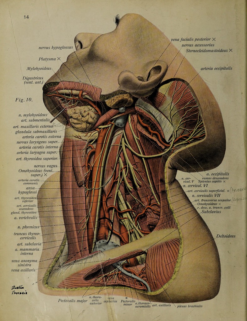 Atlas of human anatomy / by Johannes Sobotta ; edited from
