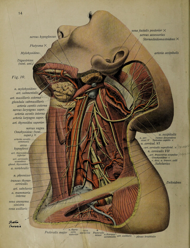 nerv us hypoglossus \ \ Platysma X Mylohyoideus Digastricus (vent, ant.) yena facialis posterior X nerv us accessorius / Sternocleidomastoideus X arteria occipitalis suiti** /A»r *tit \ a. occipitalis . cer- N. ramus descendens vical. V 'Splenius capitis x «. cervical. VI S--art. cervicalis superficial, x ■L- n. cervicalis VII WL,Mrt. transversa scapulae i'WL - O/nohyoideus x atesf. ß. transv. colli ,-Subclavius Fig. 10. n. mylohyoideus art. submentalistt art. maxillaris externa- glandula sab maxillaris arieria carotis externa -. 'w, nervus laryngeus super.---fMriff! «lyÄ arteria carotis interna- arteria laryngea super.- art. thyreoidea superior- nervus vagus O/nohyoideus (vent.—,, super.) X arteria carotis— communis . A ansa — ^ hypoglossi & art. thyreoideajjs inferior art. cervicalis Jlf ascendens gland, thyreoidea fff, a. vcrtebralisr-Tri n. phrenicuss truncus thyreo-M, cervicalis W art. subclavia a. mamtnaria — interna vena anonyma M- sinistra vena axillaris Deltoideus r ■, ^ i ' v v_ 'TSs**^ \ Y- „Jpr \ . * \ » PectorallS major cadis cephalica Pectoralis \ x- ______ anterior m/nnr a.thoraco-v , TT. . ■