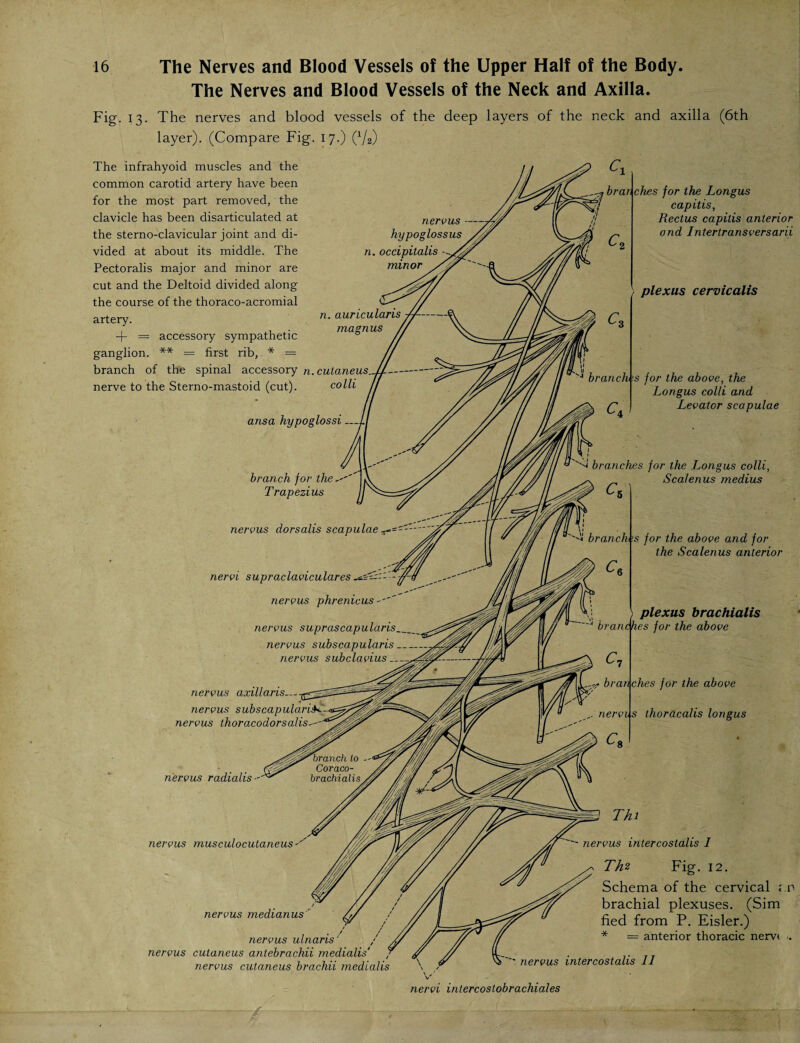 The Nerves and Blood Vessels of the Neck and Axilla. Fig. 13. The nerves and blood vessels of the deep layers of the neck and axilla (6th layer). (Compare Fig. 17.) (*/2) The infrahyoid muscles and the common carotid artery have been for the most part removed, the clavicle has been disarticulated at the sterno-clavicular joint and di¬ vided at about its middle. The Pectoralis major and minor are cut and the Deltoid divided along the course of the thoraco-acromial artery. + = accessory sympathetic ganglion. ** = first rib, * = branch of the spinal accessory n.cutaneus. nerve to the Sterno-mastoid (cut). colli ansa hypoglossi — branch for the Trapezius nervus — hypoglossus n. occipitalis minor n. auricularis ■//--' nervus dorsalis scapulae brar, ches for the Longus capitis, Rectus capitis anterior and Intertransversarii plexus cervicalis 4 branches for the above, the Longus colli and Levator scapulae d branches for the Longus colli, Scalenus medius ^5 s for the above and for the Scalenus anterior nervi supraclavicular es nervus phrenicus nervus suprascapularis_ nervus subscapularis nervus subclavius_^ nervus axillaris— nervus subscapulariS nervus thoracodorsalis--*^ nervus radialis- 1 plexus brachialis branches for the above ches for the above .. nerves thoracalis longus nervus musculocutaneus nervus medianus nervus ulnaris nervus cutaneus antebrachii medialis' nervus cutaneus brachii medialis Thi nervus intercostalis I Th* Fig. 12. Schema of the cervical ; r brachial plexuses. (Sim lied from P. Eisler.) = anterior thoracic nerve •. nervus intercostalis 11 nervi intercostobrachiales —/