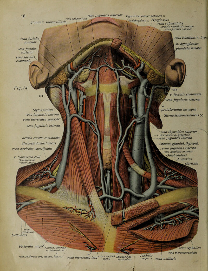 . i vena submentalis venajiwulans anterior Digastricus (venter anterior) X iS I • . 4 r w , / [Mylohyoideus X HyOgloSSUS vena submentalis arteria maxiilaris externa vena facialis L anterior f. vena facialis^ J posterior vena facialis communis „~- vena comitans n. hyp y-n. hypoglossus glandula parotis Fig. 14 v. facialis communis vena jugularis externa 7T protuberantia laryngea Sternocleidomastoideus X Stylohyoideas' vena jugularis interna vena thyreoidea superior vena jugularis externa ' vena thyreoidea superior r. descenders n. hypoglossi - vena jugularis in terna arteria carotis communis Sternocleidomastoideus vena cervicalis superficialis M isthmus glandul. thyreoid, vena jugularis externa k vena jugularis anterior mk^Omohyoideus Trapezius clavicnla v. transversa colli Omohyoideus (venter inferA iena ! cephalica Deltoideus Pectoralis majof r cutan n. intercostalis / ram. perforans art. mamm. intern. vena thyreoidea imac cfUgai°sus ^jfi^toidfus Pectdralis j major x vena axillaris vena cephalica vena thoracoacromialis {