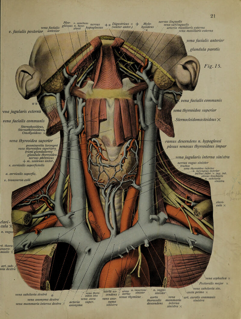 vena facialis v. facialis posteriory anterior „. . , . nervus lingua/is riossusVnCZnoa-nS nervus +* Digastncus X + Mylo- vena sublingualis intis 810 \ giossi hypoglossus . (venter anter.) hyoideus arteria maxillaris externa vena maxillaris externa vena facialis anterior glandula parotis . 15. 'ena jugularis externa vena facialis communis clavi- cula n. vagu. '■t. thorn-, coacro- , ‘ mialis ji art. sub- ivia dextra J j Fig Sternohyoideus, l Sternothyreoidei/Sf | Omohyoideus xm vena thyreoidea superior prominentia laryngea vasa thyreoidea superiora (rami glandulares) glandula thyreoideaJ nervus phrenicus J -j- m. scalenus anter. M v. cervicalis superficialis afli wMtSpf vena facialis communis vena thyreoidea superior ,Sternocleidomastoideus X ramus descendens n. hypoglossi plexus venosus thyreoideus impar _.vena jugularis interna sinistra a. cervicalis superfic. v. transversa colli nervus vagus sinister - trachea v.ena thyreoidea inferior n. layyngeus inferior tnilbus infer. v. jug. int. p-Cexus brachialis a. subclavia sinistra clavi- cula x 'vena cephcilica x Pectoralis major x vena subclavia dextrd ^ vena anonyma dextra' j vena mammaria interna dextra X 'vena subclavia sin. \ costa prima x Ilf n. recurrens n. vagus, '/ /vena thy re- i cendms y aortae minister sinister i 'vena Tuva“ ’vena ano- venae thymicae ■ aorta vena 'art. carotis communis ' . ven“ffZ , thoracalis mammaria sinistra arteria super. nyma sinistra anonyma descendens interna sinistra X