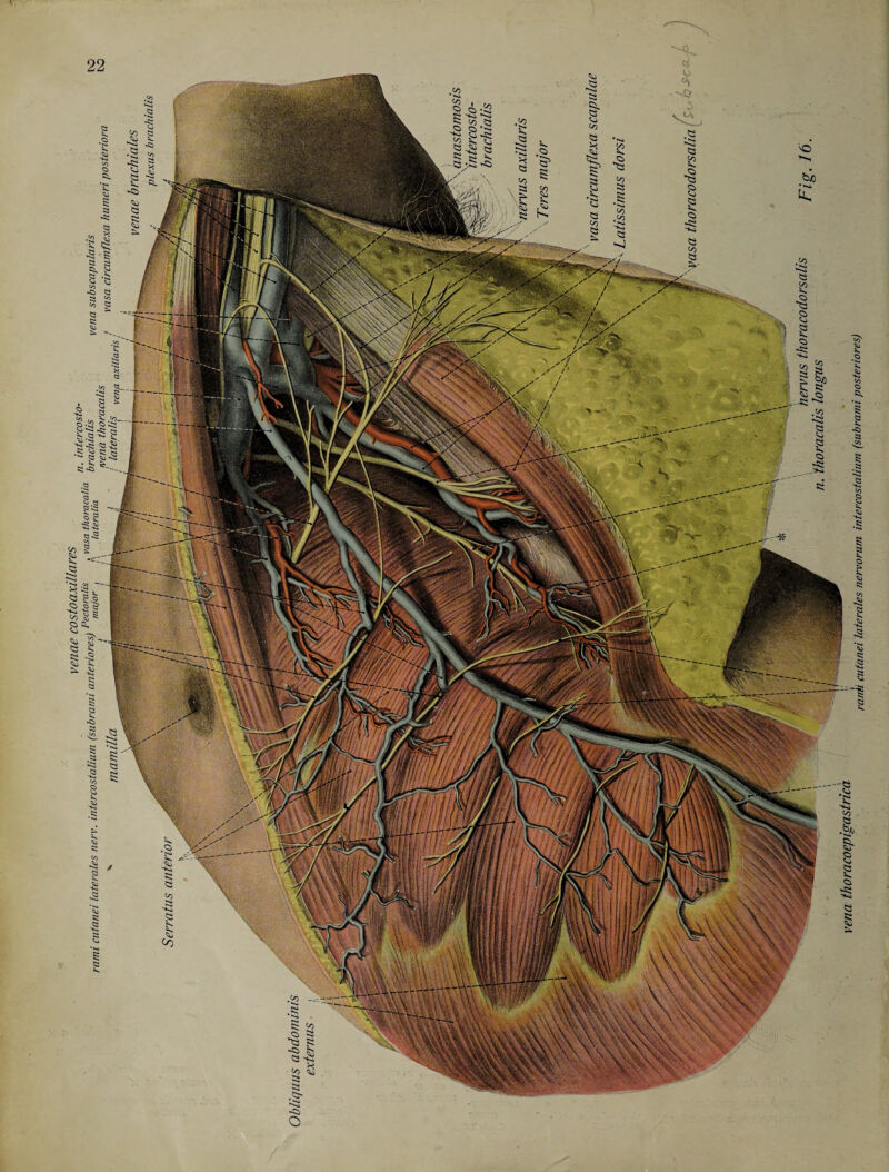 ;8 £ ’S) <3 !-> S3 «s 'S-I to £ § - 52 S rank cutanei laterales nervorum intercostalium (subrami posteriores)