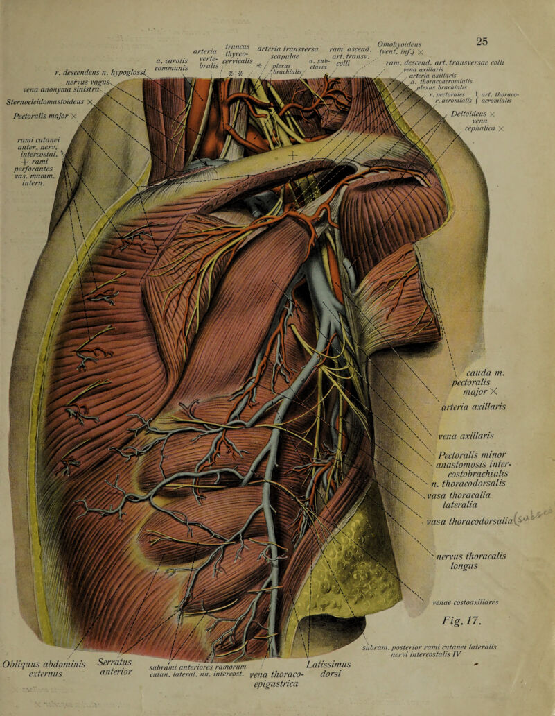 r. descendens n. hypoglossj arteria %%%%? artend transversa ram ascend. ^tüAnfjx ,. vpytp uiy>yu. scapulae , art.transv. . a. carotis jr cervicalis communis oralis , scapulae , a. sub- mill i / plexus clavia , / /, brachialis / nervus vagus, vena anonyma sinistra.. Sternocleidomastoideus X Pectoralis major X rami cutanei anter. nerv. intercostal. 4- rami perforantes vas. mamm. intern. ram. descend, art. transversae colli vena axillaris , arteria axillaris thoracoacromialis us brachialis pectorales I art. thoraco r. acromialis ( acromialis Deltoideus X vena cephalica X cauda m. pectoralis major X arteria axillaris \ \ vena axillaris \ \ \ ' - Pectoralis minor anastomosis inter- costobrachialis n. thoraco dorsalis Xvasfl thoracalia lateralia . mso thoraco dors aliaI nervus thoracalis longus venae costoaxillares Fig. 17. Obliquus abdominis Serratus externus anterior subrami anteriores ramorum cutan. lateral, nn. intercost, vena tlloraCO- epigastrica subram. posterior rami cutanei lateralis B nervi intercostalis IV Latissimus  dorsi