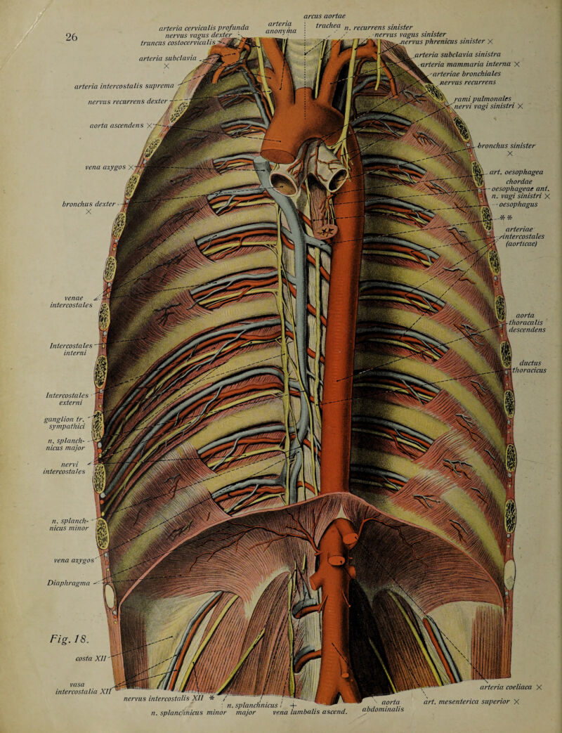 arteria cervkalis profunda truncus costocervicalis n arteria subclavia arcus aortae arteria : trachea anonyma : arteria intercostalis suprema nervus recurrens dexter aorta ascendens y.rf vena azygos X' bronchus dexter — X n. recurrens sinister . nervus vagus sinister ^nervus phrenicus sinister X * arteria subclavia sinistra -arteria mammaria interna X arteriae bronchiales nervus recurrens rami pulmonales nervi vagi sinistri X bronchus sinister X art. oesophagea chordae - oesophageae ant. n. vagi sinistri X - oesophagus arteriae Antercostales (aorticae) venae X. intercostales r/i' SSt Intercostales intend Intercostales - externi ganglion tr. sympathici n. splanch- nicus major nervi intercostal es n. splanch- ' jftf nicus minor •>'*1 vena azygos Diaphragma Fig. IS. costa XII' vasa intercosta lia XIf aorta thoracalis descendens ductus thoracicus nervus intercostalis XII * / f, : n. splanchnicus I n. splanchnicus minor major vena lumbalis ascend. aorta abdominalis arteria coeliaca X art. mesenterica superior X