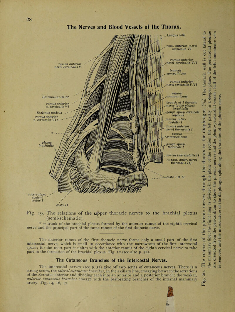 The Nerves and Blood Vessels of the Thorax. ramus anterior nervi cervicalis V plexus brachialis tuberculum scaleni costae I Scalenus anterior ramus anterior n. cervicalis VI Scalenus medius - ramus anterior n. cervicalis VII . Longus colli _ ram. anterior nervi cervicalis VI ramus anterior nervi cervicalis VII truncus , ■ sympathicus ramus anterior _ nervi cervicalisV 111 ramus ,communicans branch of I thoracic . nerve to the plexus brachialis __, gangl. symp. cervicale inferius .nervus inter- costalis I ramus anterior nervi thoracalis I ramus -' communicans .gangl. symp. thoracale 1 nervus intercostalis 11 (=ram. anter. nervi thoracalis II) _ costa I et 11 costa II Fig. 19. The relations of the upper thoracic nerves to the brachial plexus (semi-schematic). * = trunk of the brachial plexus formed by the anterior ramus of the eighth cervical nerve and the principal part of the same ramus of the first thoracic nerve. The anterior ramus of the first thoracic nerve forms only a small part of the first intercostal nerve, which is small in accordance with the narrowness of the first intercostal space; for the most part it unites with the anterior ramus of the eighth cervical nerve to take part in the formation of the brachial plexus. Fig. 12 (see also p. 32). The Cutaneous Branches of the Intercostal Nerves. The intercostal nerves (see p. 32) give off two series of cutaneous nerves. There is a strong series, the lateral cutaneous branches, in the axillary line, emergingbetween the serrations of the Serratus anterior and dividing each into an anterior and a posterior branch; the weaker, anterior cutaneous branches emerge with the perforating branches of the internal mammary artery. Fig. 14, 16, 17. Fig. 20. The course of the phrenic nerves through the thorax to the diaphragm. (V3) The thoracic wall is cut lateral to the mammary line; the right lung is divided in the plane of the section, the left partly in a deeper plane. The pericardial pleurae are dissected from the pericardium to show the phrenic nerves and the pleuro-pericardial vessels; half of the left innominate vein is removed and the musculature of the diaphragm split along the branches of the phrenic nerve.