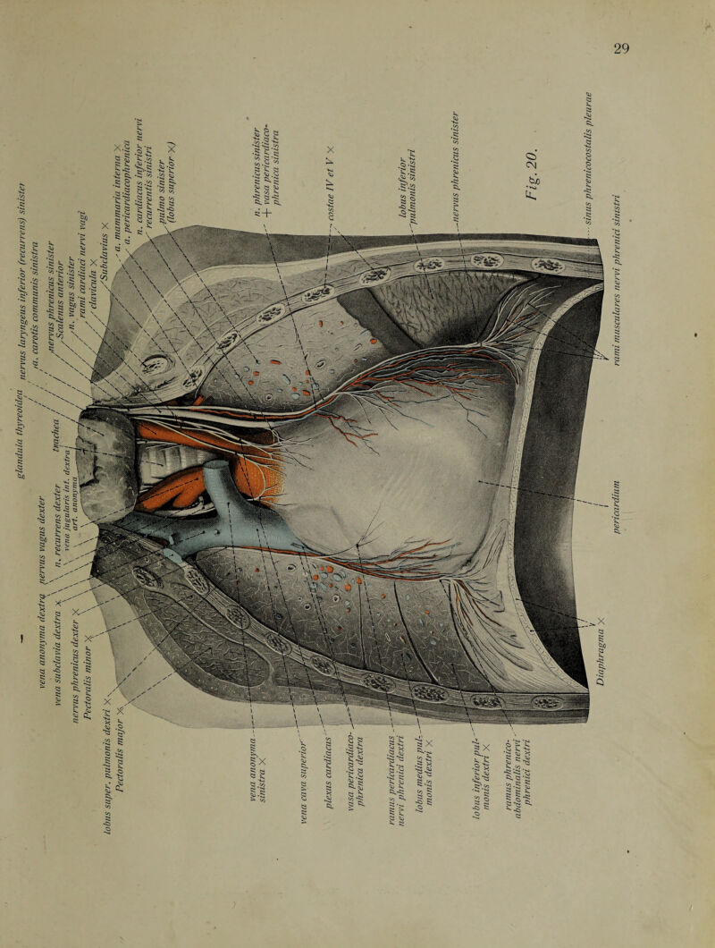 §.x •li '51 si ^ , ^ ^ ?o § s ■£s Ju £*§ «3 • ■ sinus phrenicocostalis pleurae