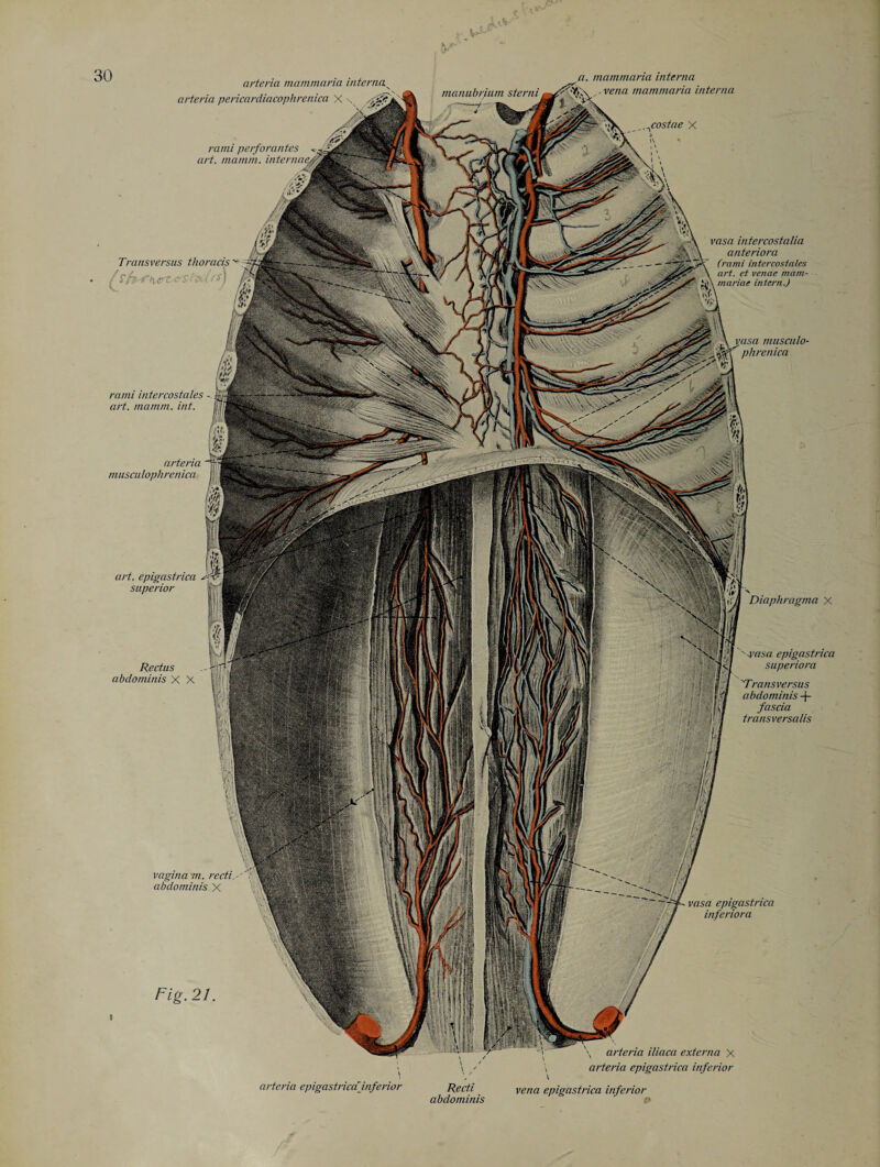arteria mammaria interna arteria pericardiacophrenica X \ mini perforantes art. mamtn. internae. manubrium sterni vena mammaria interna ^costae X Transversus thoracis rami intercostales art. matnm. int. arteria musculophrenica art. epigastrica r- superior Rectus abdominis X X vaginam. recti.-'' abdominis X Fig. 21 vasa inter cost alia anterior a (rami intercostales art. et venae marn- mariae intern.) m . . vasa musculo- Phren'ca Diaphragma x rasa epigastrica superiora Transversus abdominis -)- fascia transversalis '-f . vasa epigastrica inferiora \ arteria iliaca externa X arteria epigastrica inferior arteria epigastricainferior Recti abdominis vena epigastrica inferior